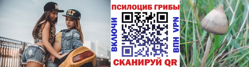 где купить наркоту  Омутнинск  Псилоцибиновые грибы Psilocybine cubensis 